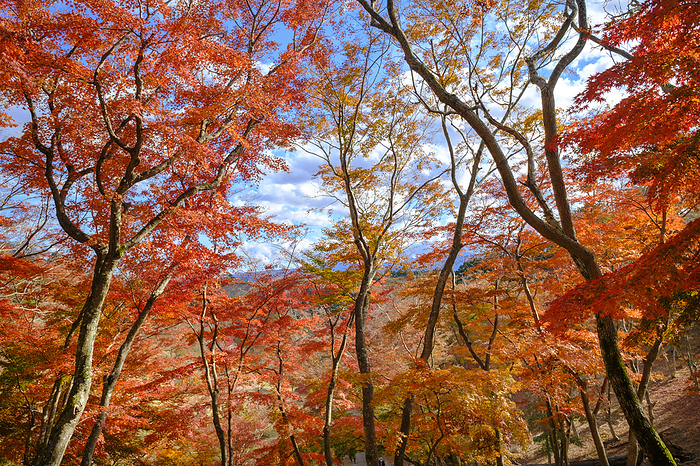 Shuzenji Nature Park Maple Forest