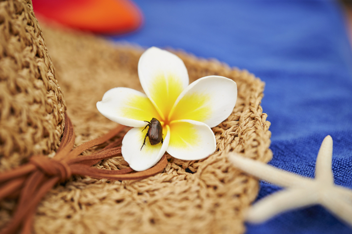 Straw hat and plumeria flowers Summer/vacation image