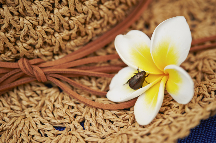 Straw hat and plumeria flowers Summer/vacation image