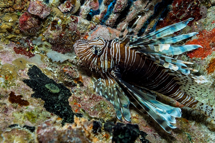 Lionfish in Unnatural Habitat
