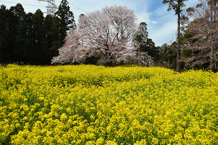 Ohtawara Cherry Blossom, Chiba Prefecture