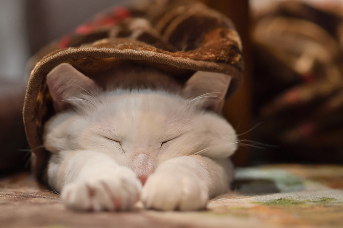White cat snuggled up in a blanket