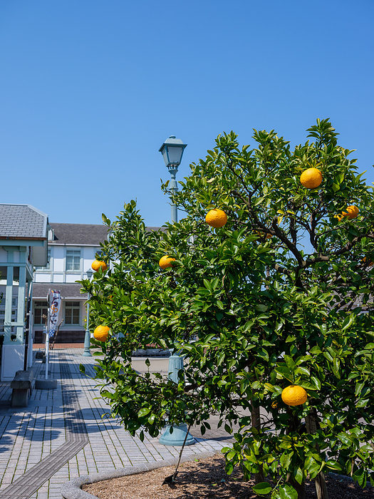 Hagi Station, Hagi City, Yamaguchi Prefecture, Japan, where summer oranges ripen.