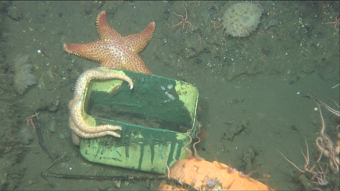  JAMSTEC  Starfish   Sea Stars Off Sanriku, Iwate Prefecture  Area B  Starfish sea starfish, marine debris, artifacts Dive  Filming  Date: 2014 7 13 These contents are photographs obtained by JAMSTEC  Japan Agency for Marine Earth Science and Technology .