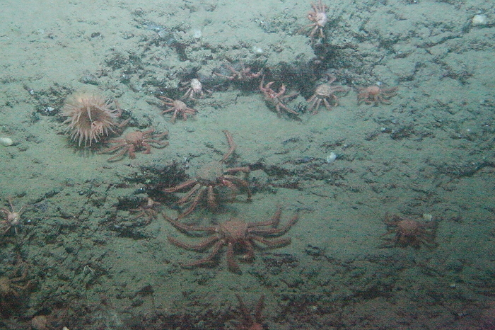  JAMSTEC  Anemoneiformes Suruga Bay, Toda Submarine Valley Anemoneiformes, family Crayfish Dive  Date of photograph : April 11, 2017  These contents are photographs obtained through research and studies on the ocean and earth conducted by JAMSTEC  Japan Agency for Marine Earth Science and Technology .
