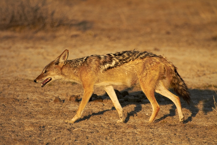 Namibia Etosha National Park Jackal Black backed jackal  Canis mesomelas , Etosha National Park, Namibia, Africa