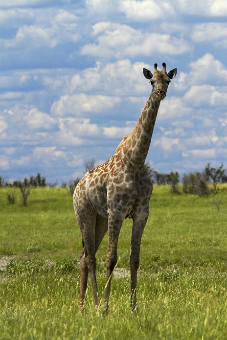 Botswana Naipan National Park Giraffe  Giraffa camelopardalis angolensis , Nxai Pan National Park, Botswana, Africa