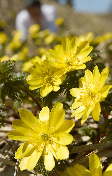The yellowish yellow flowers on the slopes of the mountain. A fukuduso  a kind of fuchu jyu  plant, which has reached its peak and dyes the slopes yellow, is photographed at 11:16 a.m. on March 22, 2023, in Bokata, Niuukawa cho, Takayama City, Gifu Prefecture.
