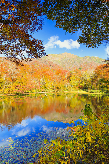 Karimomi Pond in Autumn, Fukui Prefecture