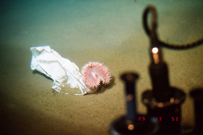  Japan Agency for Marine Earth Science and Technology JAMSTEC  Deep sea debris and anemones Sea of Japan Okushiri Ridge Ocean Seamounts Anemone fish, Sea debris, Plastic bag Dive  Date of photograph : 1994 8 29 