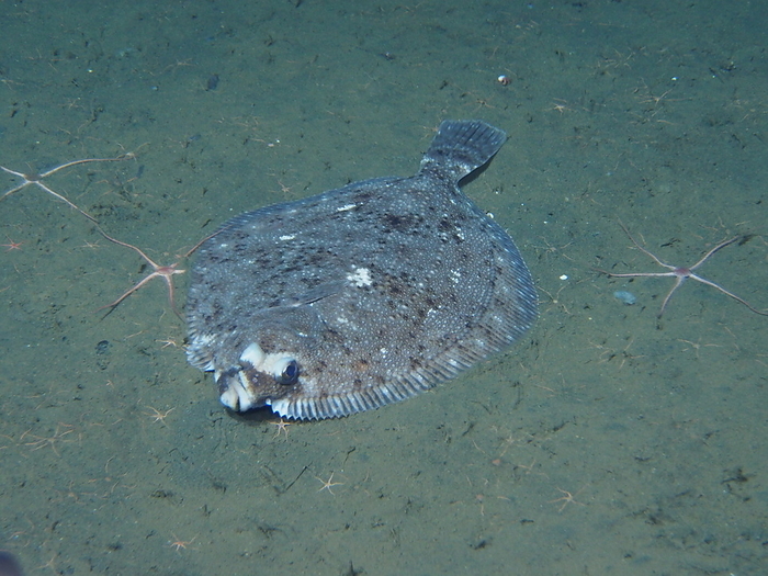  Japan Agency for Marine Earth Science and Technology JAMSTEC  Flatfish family Off the coast of Iwate Prefecture, Area B Flathead flounder  Paralichthys olivaceus  Dive  Filming  Date: 7 4 2014 