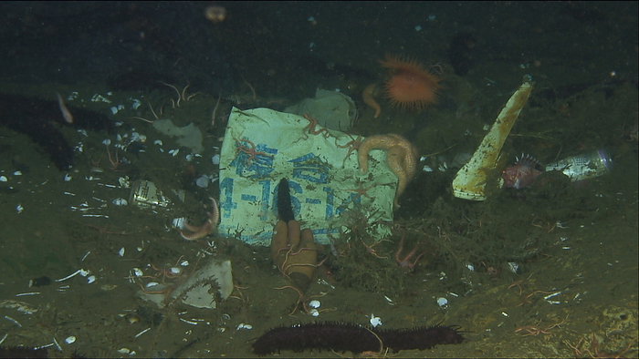  Japan Agency for Marine Earth Science and Technology  JAMSTEC   Deep sea debris and starfish   Sea star class Off the coast of Kamaishi starfish sea starfish, sea cucumber sea squirt, spider starfish snake tail, striated fin, sea anemone, marine debris, artifact s , glove, wrapping bag, drinking water can  Date of dive  photo : 7 12 2017 
