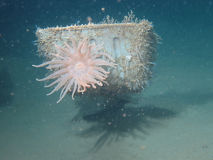  Japan Agency for Marine Earth Science and Technology JAMSTEC  Deep sea debris and anemones Sea of Japan, Oki Port Anemone fish, Sea debris, Artificial Dive  Date of photograph : 2009 9 22 