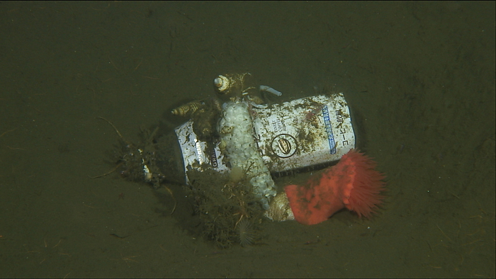  Japan Agency for Marine Earth Science and Technology JAMSTEC  Deep sea debris and spider starfish   Serpentinae Off the coast of Kesennuma Spider Starfish   Serpentinae, Gastropoda, Anemoneiformes, Sea Trash, Drinking Water Bottles Dive  photo  date: 7 19 2017 