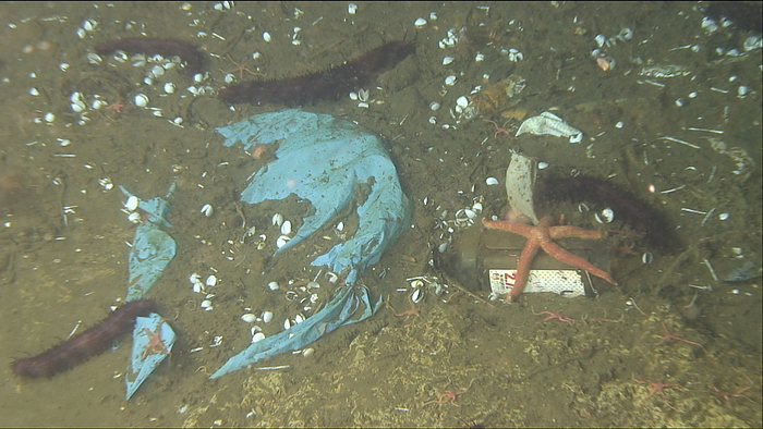  Japan Agency for Marine Earth Science and Technology JAMSTEC  Deep sea debris and bivalves Off the coast of Kamaishi Bivalves, Starfish sea stars, Sea cucumbers sea squirts, Spider starfish snake tail, Marine debris,Artifact s , Blue sheets, Container packaging, Cans Dive  photo  date: 7 12 2017 
