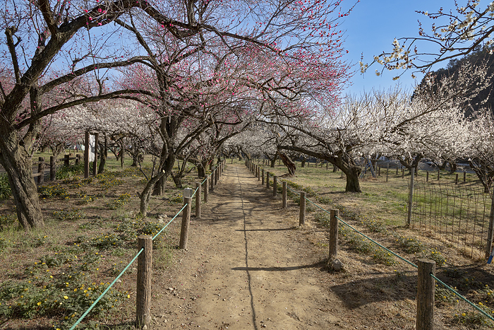 Koshu Plum Grove, Saitama Prefecture