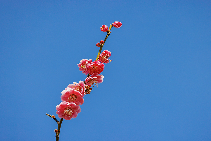 Blue sky and plum blossoms, Saitama Pref.
