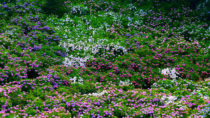 Hydrangeas Filling the mountain Hattori Noen Hydrangea Yashiki Chiba