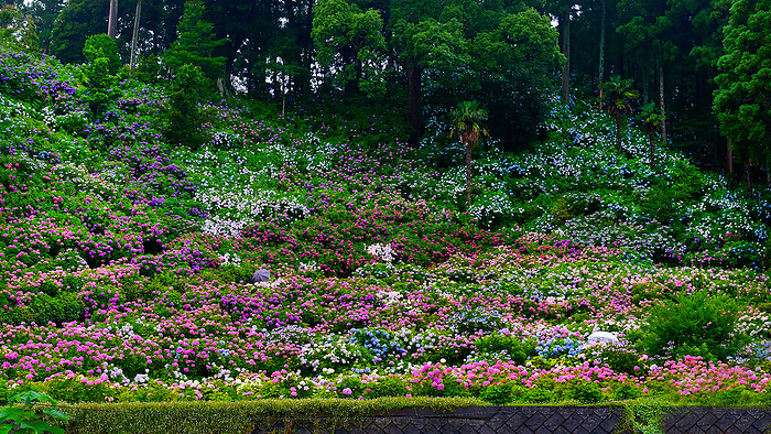Hydrangeas Filling the mountain Hattori Noen Hydrangea Yashiki Chiba Prefecture
