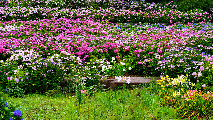 Hydrangeas Filling the mountain Hattori Noen Hydrangea Yashiki Chiba