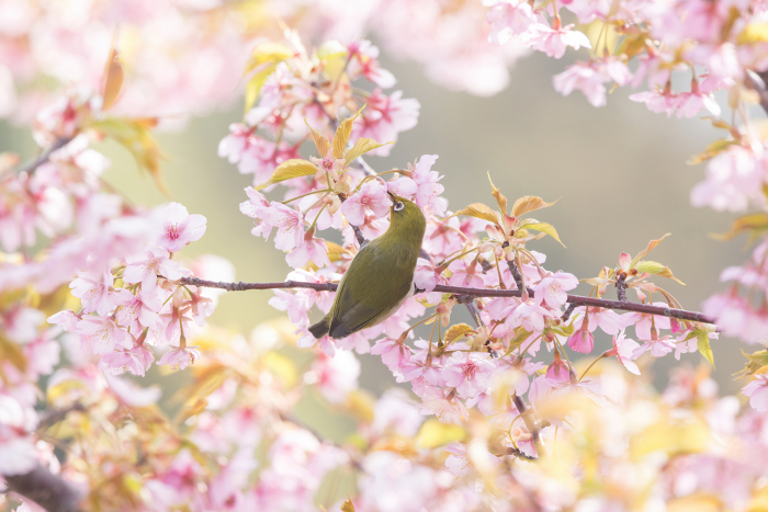 Kawazu cherry blossoms and whitebait