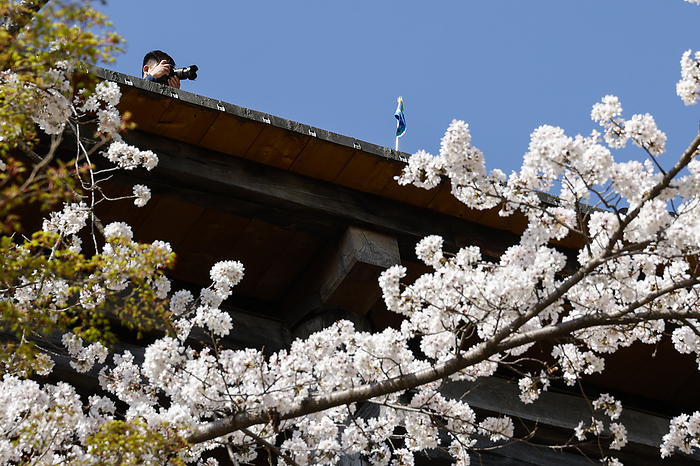 Cherry Blossom Season in Kyoto A man takes pictures of the cherry blossoms in full bloom at the Kiyomizu Temple on March 29, 2023, in Kyoto, Japan. The cherry blossom season started officially on March 24 in Kyoto, six days earlies thank usual.  Photo by Rodrigo Reyes Marin AFLO 