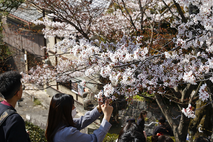 Cherry Blossom Season in Kyoto People wearing traditional Japanese kimono take pictures of the cherry blossoms in full bloom at Kiyomizu Temple on March 29, 2023, in Kyoto, Japan. The cherry blossom season started officially on March 24 in Kyoto, six days earlies thank usual.  Photo by Rodrigo Reyes Marin AFLO 