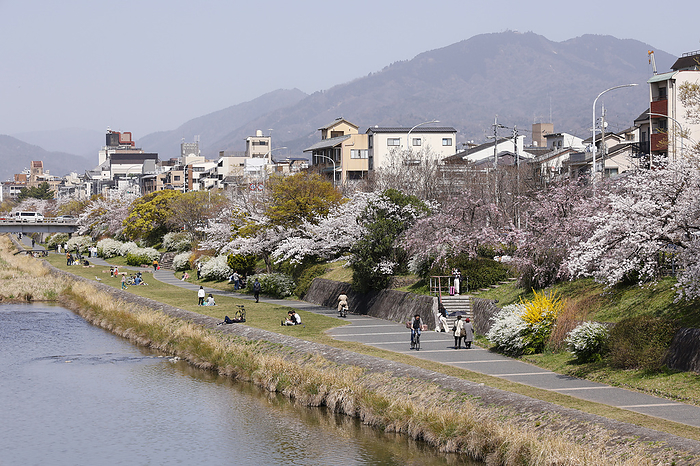 Cherry Blossom Season in Kyoto People enjoy the cherry blossoms in full bloom at Kamo River on March 29, 2023, in Kyoto, Japan. The cherry blossom season started officially on March 24 in Kyoto, six days earlies thank usual.  Photo by Rodrigo Reyes Marin AFLO 
