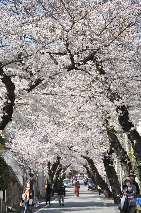 Tunnel of Cherry Trees  almost in full bloom A  cherry blossom tunnel  that is almost in full bloom: March 29, 2023, 2:33 p.m. in Nada Ward, Kobe, Japan  photo by Toku Sekiya.