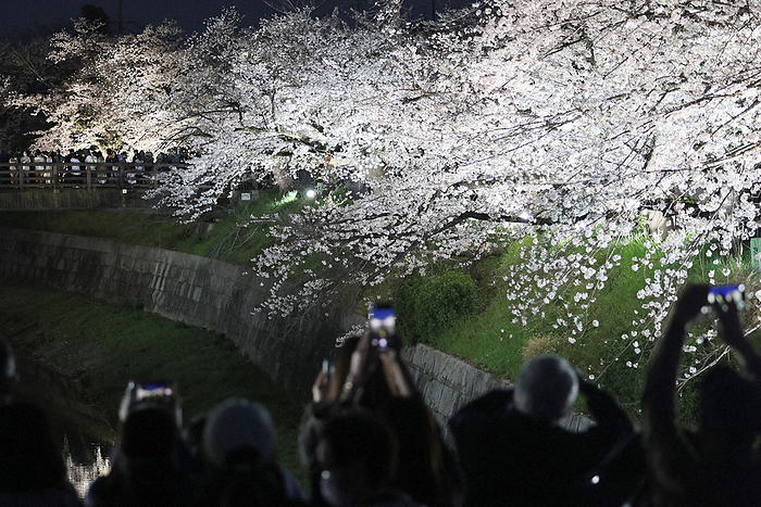 Cherry blossoms on the Yamazaki River illuminated fantastically by lights Cherry blossoms on the Yamazaki River, fantastically illuminated by lights, in Mizuho Ward, Nagoya, March 28, 2023, 6:38 p.m.  photo by Kimiharu Hyodo.