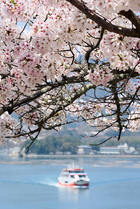 Fully bloomed cherry blossoms are displayed March 31, 2023, Hatsukaichi, Japan   A ferryboat is seen behind fully bloomed cherry blossoms at Miyajima island in Hatsukaichi, Hiroshima prefecture, western Japan on Friday, March 31, 2023.      photo by Yoshio Tsunoda AFLO 