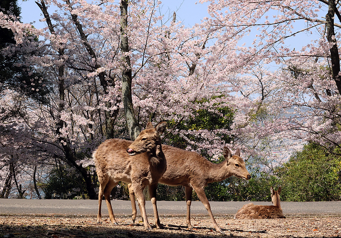 Fully bloomed cherry blossoms are displayed March 31, 2023, Hatsukaichi, Japan   Japanese deers are seen under fully bloomed cherry blossoms at Miyajima island in Hatsukaichi, Hiroshima prefecture, western Japan on Friday, March 31, 2023.      photo by Yoshio Tsunoda AFLO 