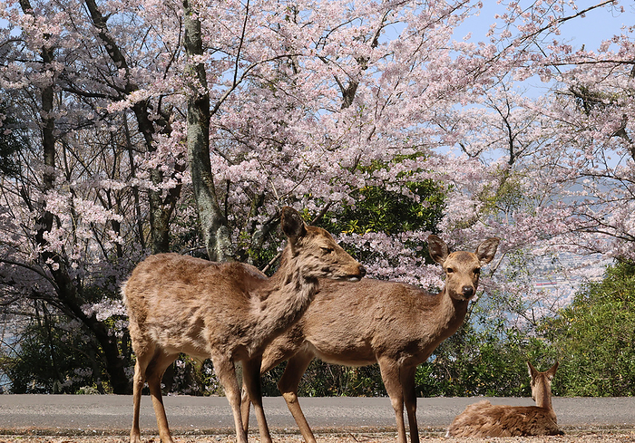 Fully bloomed cherry blossoms are displayed March 31, 2023, Hatsukaichi, Japan   Japanese deers are seen under fully bloomed cherry blossoms at Miyajima island in Hatsukaichi, Hiroshima prefecture, western Japan on Friday, March 31, 2023.      photo by Yoshio Tsunoda AFLO 
