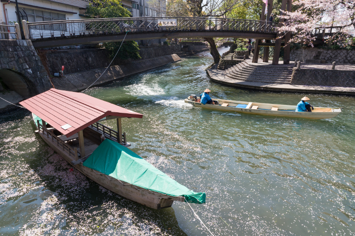 Cherry blossom petals float in the moat (Ogaki City, the capital of water)