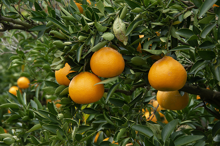 type of citrus fruit (sweet orange with a lump at the top)