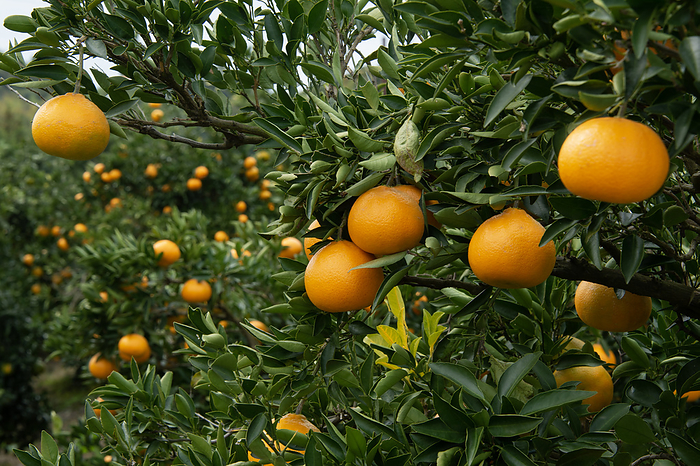 type of citrus fruit (sweet orange with a lump at the top)
