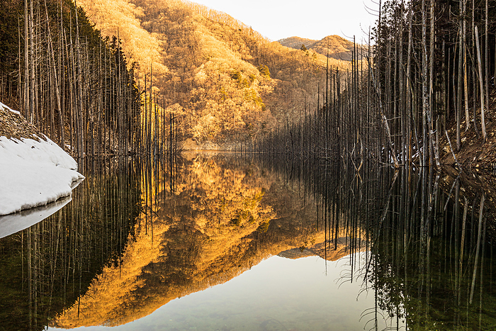 Yunishigawa Dam Lake Submerged forest Nikko City, Tochigi Prefecture