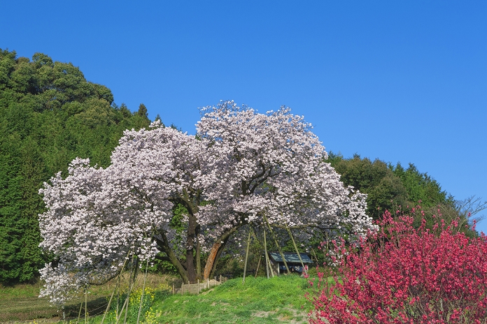 Hyakunen Cherry Blossoms and Tea Plantation in Yoshida, Saga Prefecture