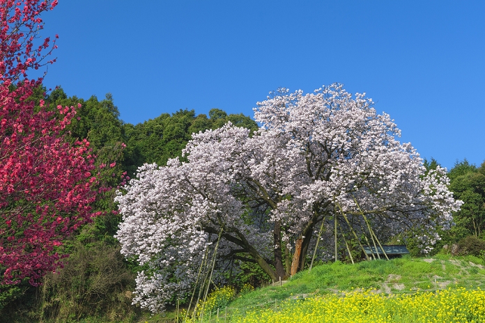Hundred Year Old Cherry Blossoms and Hanamomo in Yoshida, Saga Prefecture