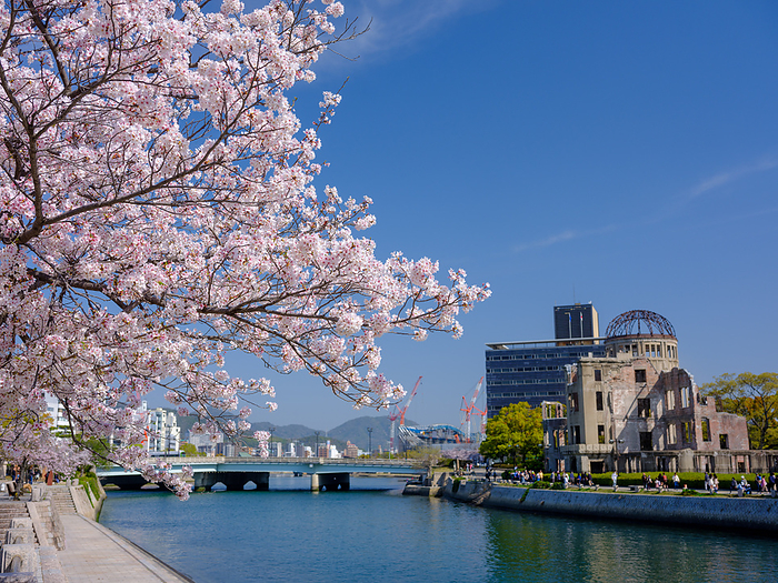 Cherry blossoms and the Atomic Bomb Dome Hiroshima City