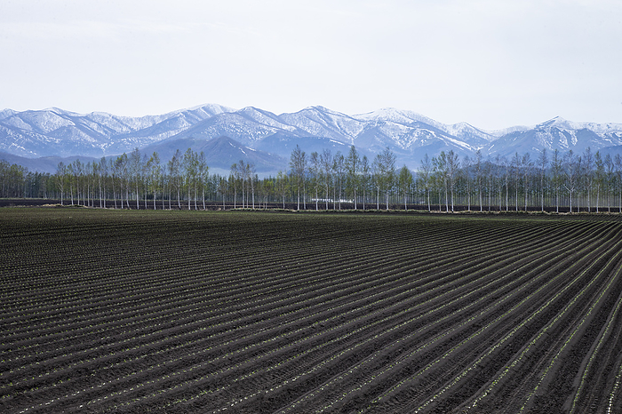 Tokachi Plain in early spring The pasture in early spring is beautiful with the Hidaka mountain range in the background.