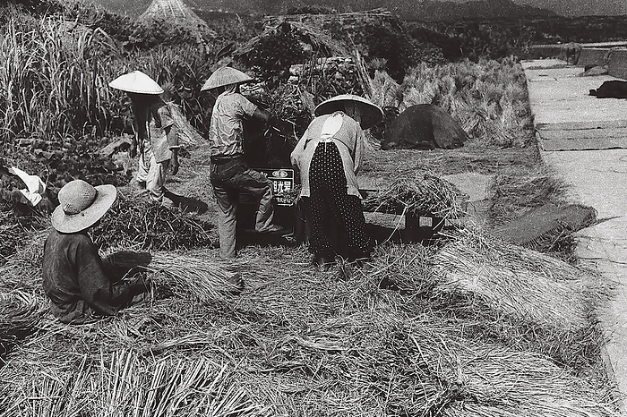 Threshing rice in Tokunoshima Island  1979  Threshing rice, Tokunoshima Island.