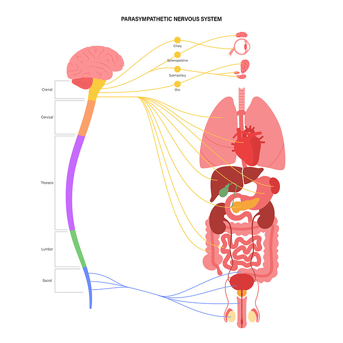 Parasympathetic nervous system, illustration Parasympathetic nervous system, illustration., by PIKOVIT   SCIENCE PHOTO LIBRARY