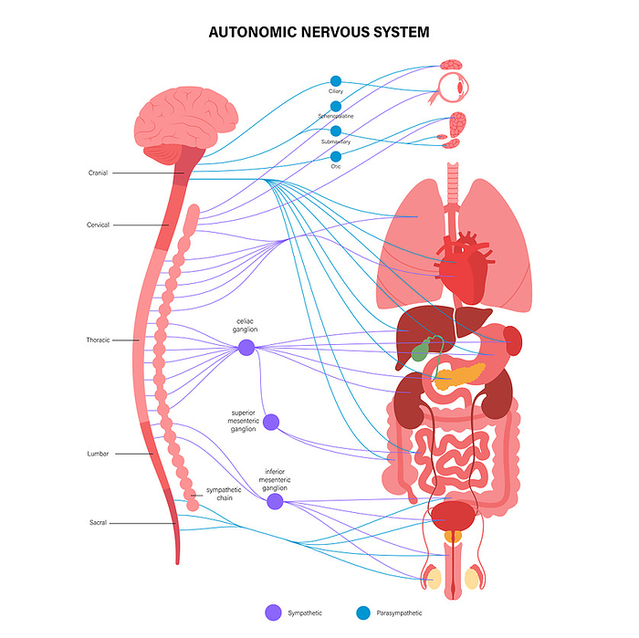 Autonomic nervous system, illustration Autonomic nervous system, illustration., by PIKOVIT   SCIENCE PHOTO LIBRARY