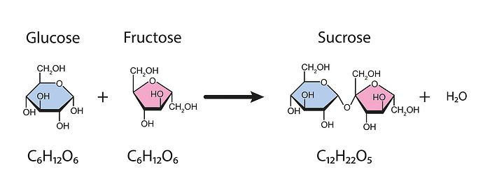 Sucrose formation, illustration Illustration of the formation of sucrose from glucose and fructose., by ALI DAMOUH SCIENCE PHOTO LIBRARY