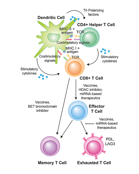 T cell activation, illustration Illustration showing T cell activation and therapeutic uses. T lymphocytes, or T cells, are a type of white blood cell and components of the body s immune system., by ALI DAMOUH SCIENCE PHOTO LIBRARY