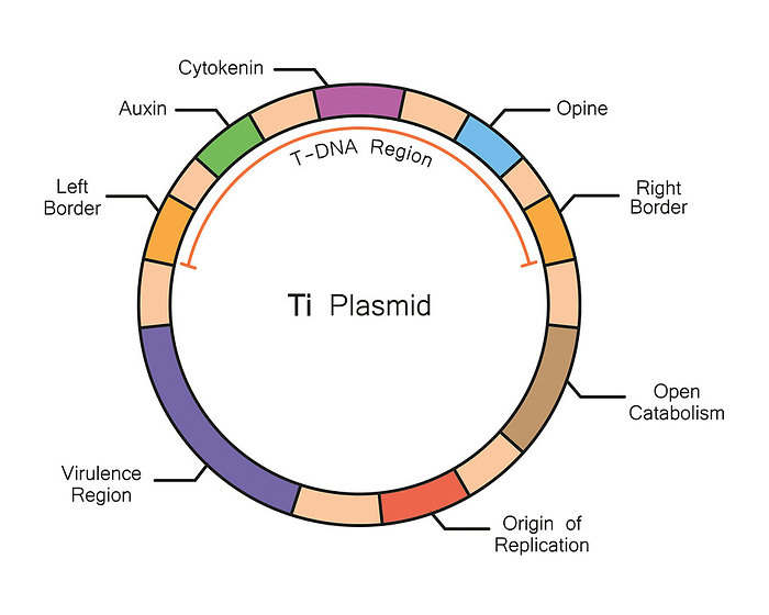 Ti plasmid structure, illustration Illustration of  genes on the Ti plasmid from the Agrobacterium tumefaciens bacterium., by ALI DAMOUH SCIENCE PHOTO LIBRARY