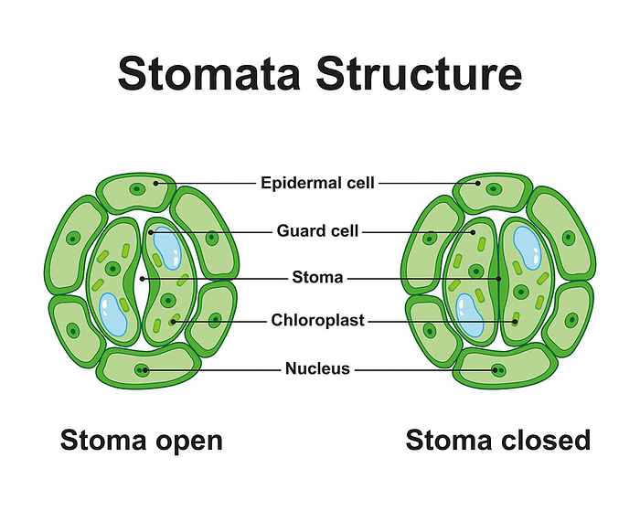 Stomata structure, illustration Stomata structure, illustration. Stomata are pores in the epidermis of the leaf and the site of gaseous exchange in the plant. The opening and closing of the stomata is controlled by semi circular guard cells. When the guard cells are turgid the stomata are open and when they are flaccid the stomata are closed., by ALI DAMOUH SCIENCE PHOTO LIBRARY