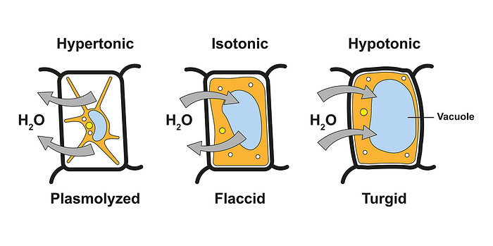 Plasmolysis and turgidity, illustration Illustration showing plant cells in , isotonic and hypotonic solutions. A hypertonic solution causes water to diffuse out of the cell cytoplasm and the shrinking of the protoplasm. In an isotonic solution there is no net movement of water in or out of the cell. In a hypotonic solution water diffuses into the cell cytoplasm, causing the cell to become turgid., by ALI DAMOUH SCIENCE PHOTO LIBRARY