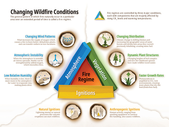 Fire regime conditions, illustration Infographic illustration depicting conditions that affect a fire regime. A fire regime is the pattern, frequency, and intensity of wildfires over a period of time. Broadly, the conditions are: atmosphere, vegetation and causes of ignitions., by VISUAL CAPITALIST SCIENCE PHOTO LIBRARY
